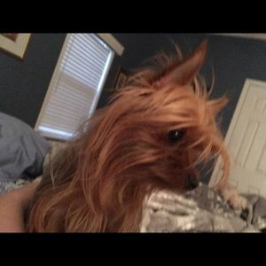 Meet your Posher, Alison